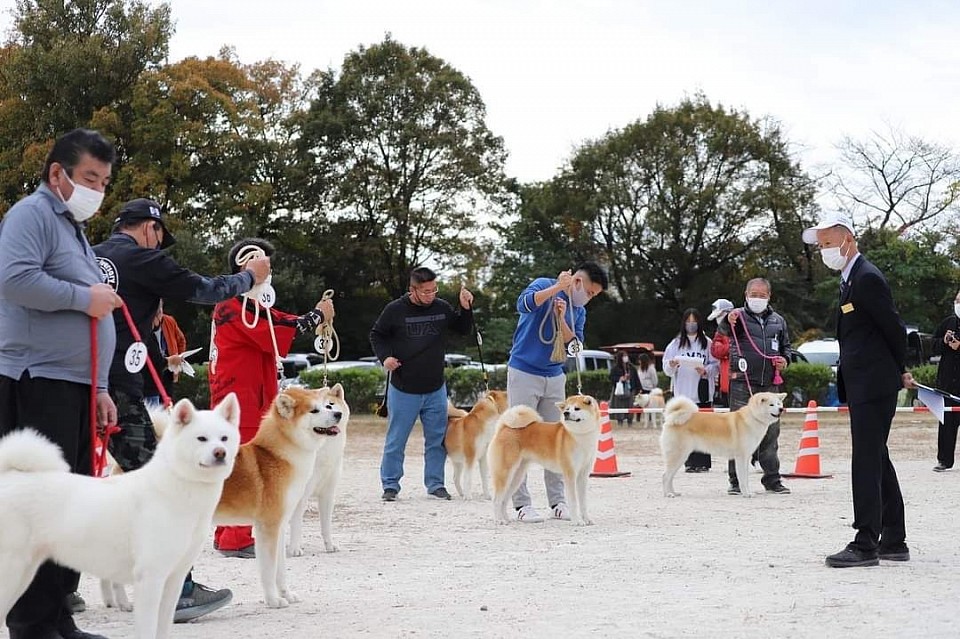 秋田犬保存会愛知県支部