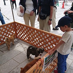 今回は秋田犬の子犬も参加しました。来場された方も秋田犬の子犬の可愛さにメロメロです。