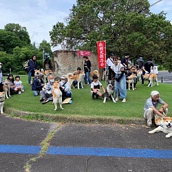 秋田犬保存会