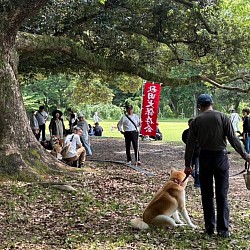 秋田犬保存会