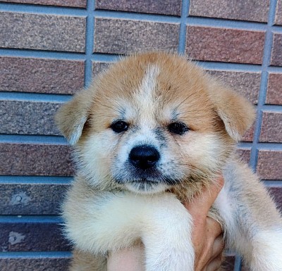 秋田犬子犬