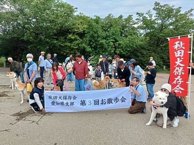 秋田犬