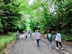 秋田犬