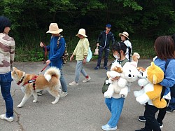 秋田犬