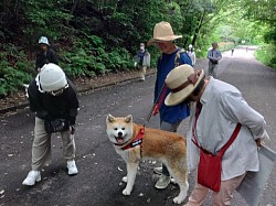 秋田犬