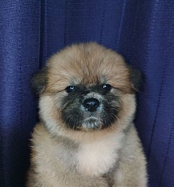 秋田犬子犬
