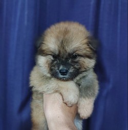 秋田犬子犬