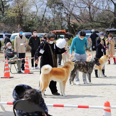 秋田犬