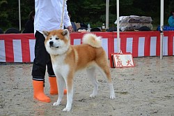 秋田犬保存会