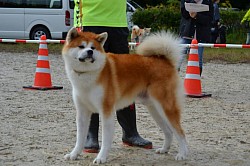 秋田犬保存会