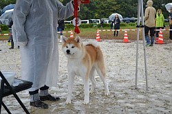 秋田犬保存会