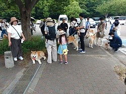 秋田犬
