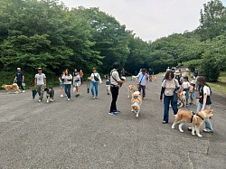 秋田犬